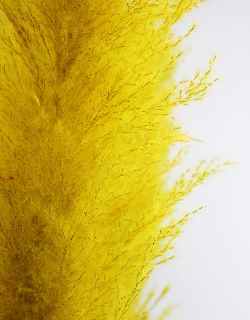 Dried Pampas Grass - Yellow, XL, 2 Stems, 140 cm in UK