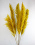Dried Pampas Grass - Yellow, XL, 2 Stems, 140 cm