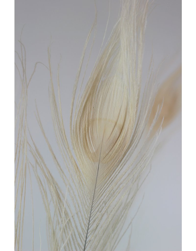 Dried Peacock Feather UK