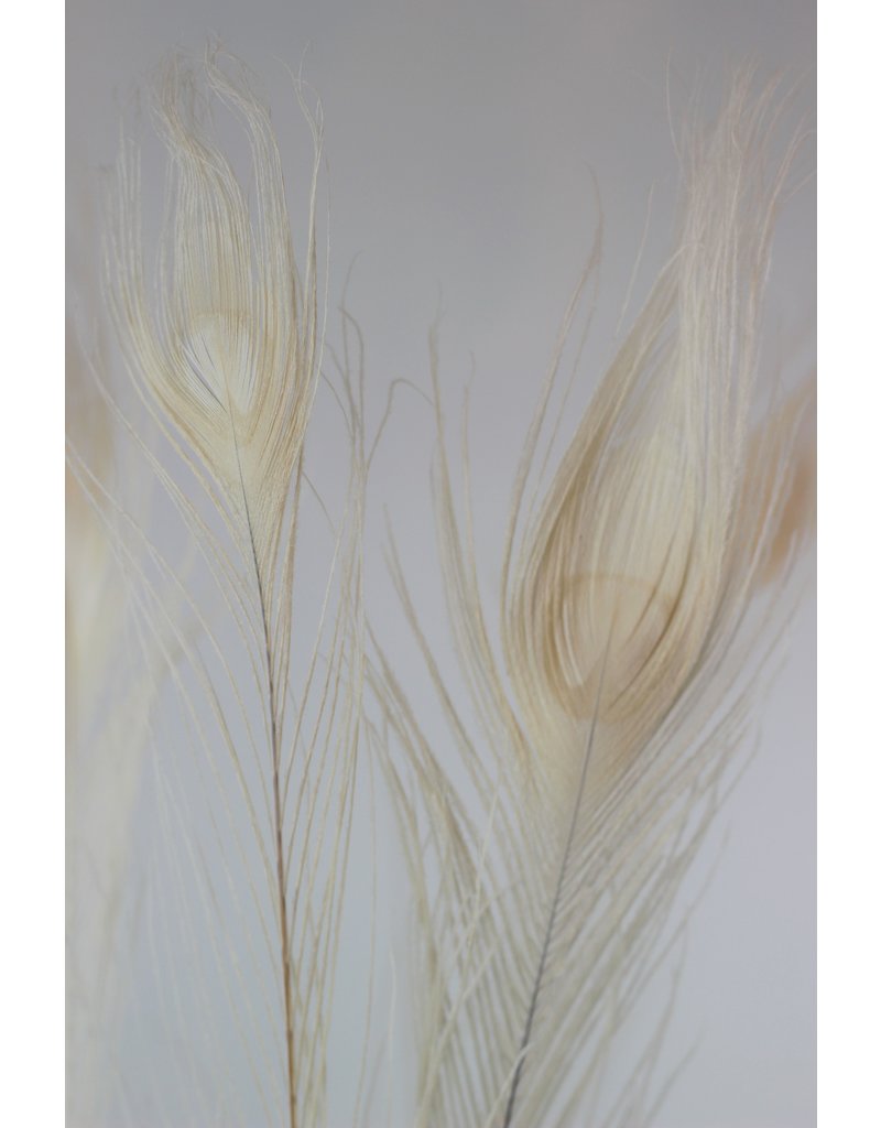 Dried Peacock Feather - Bleached, 90 cm