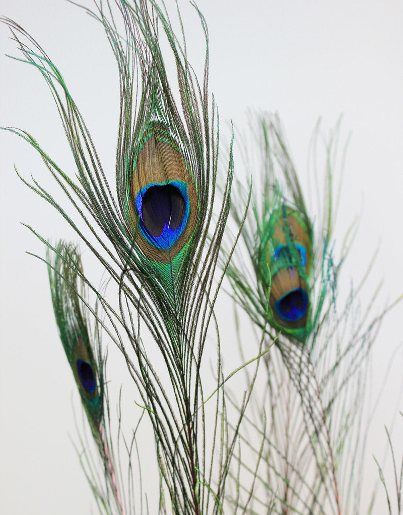 Dried Peacock Feather - Natural/Ceris UK