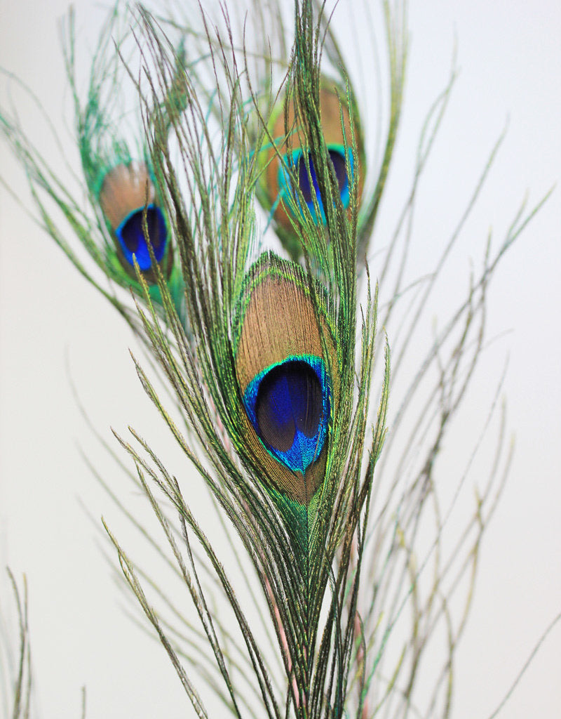 Dried Peacock Feather - Natural/Ceris