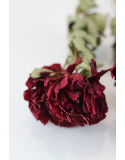 Dried Peony - Burgundy Red, 55 cm