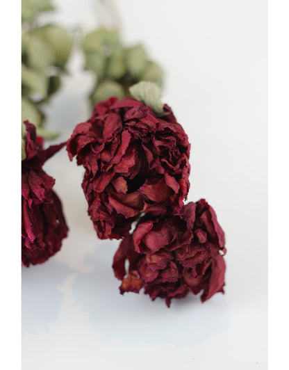 Dried Peony - Burgundy Red, 4 Stems