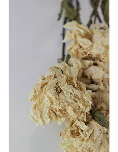 Dried Peony - Cream/Ivory, 55 cm