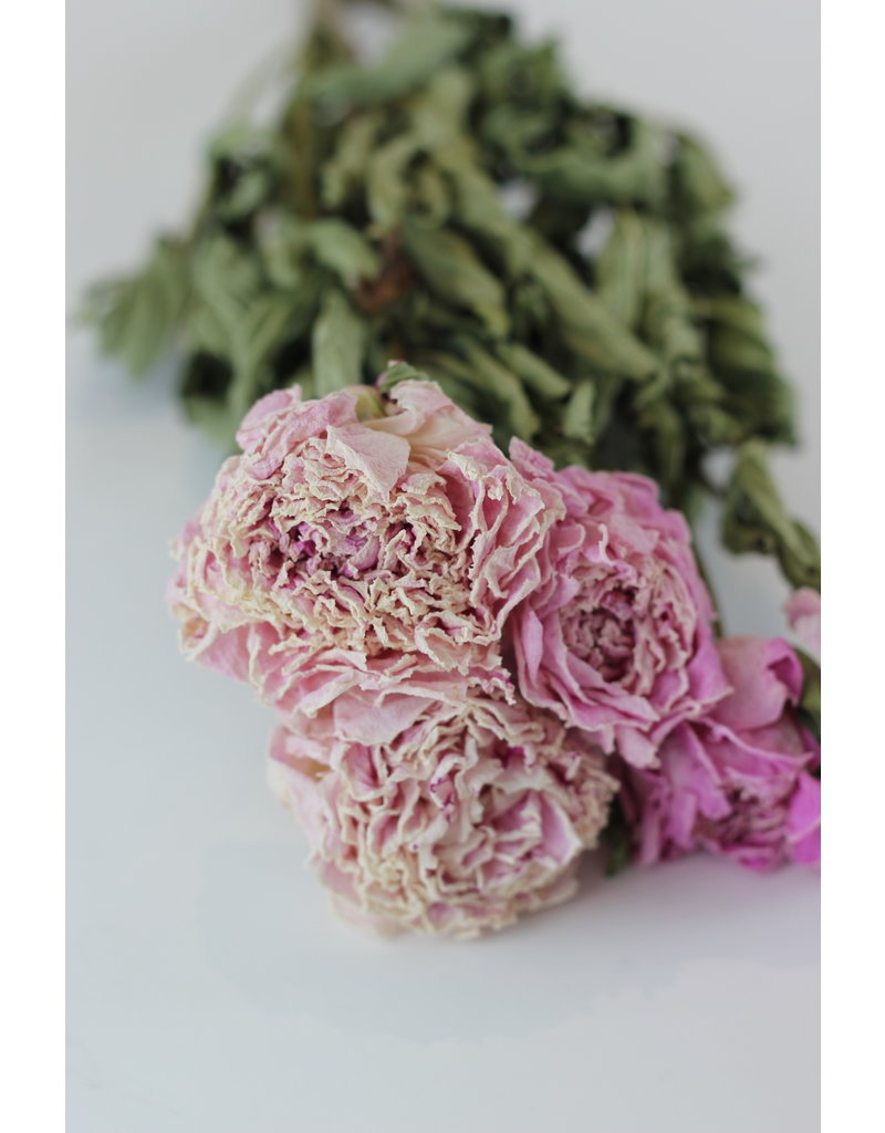 Dried Peony Flowers - Light Pink, 55 cm