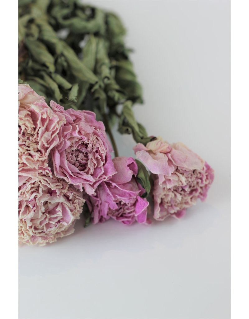 Dried Peony Flowers - Light Pink, 5 Stems, 55 cm