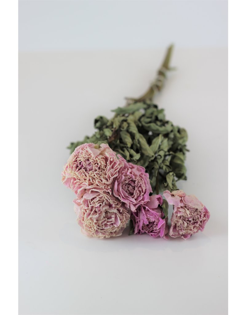 Dried Peony Flowers - Light Pink, 5 Stems, 55 cm