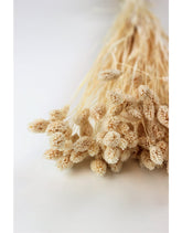 Dried Phalaris - Bleached Bunch, 100 grams, buy in UK
