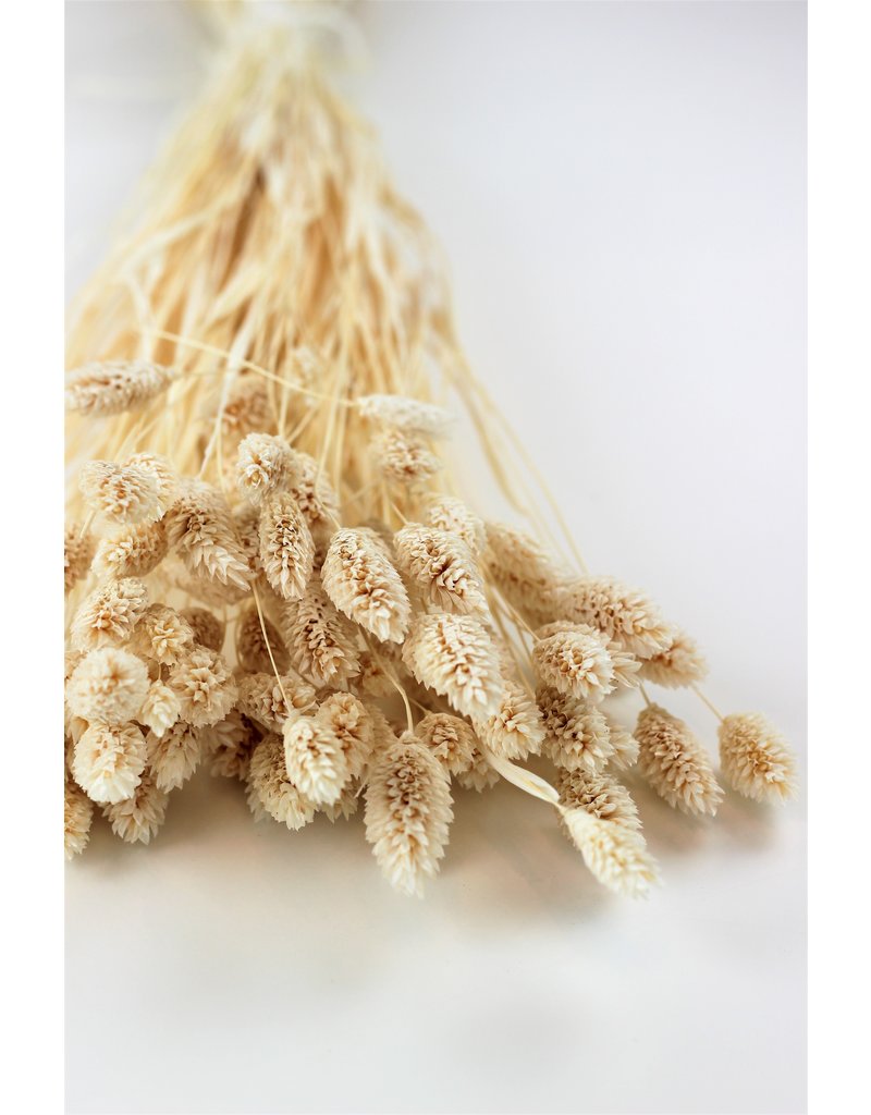 Dried Phalaris - Bleached Bunch, 100 grams