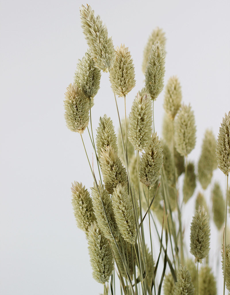 Dried Phalaris - Natural Bunch in UK