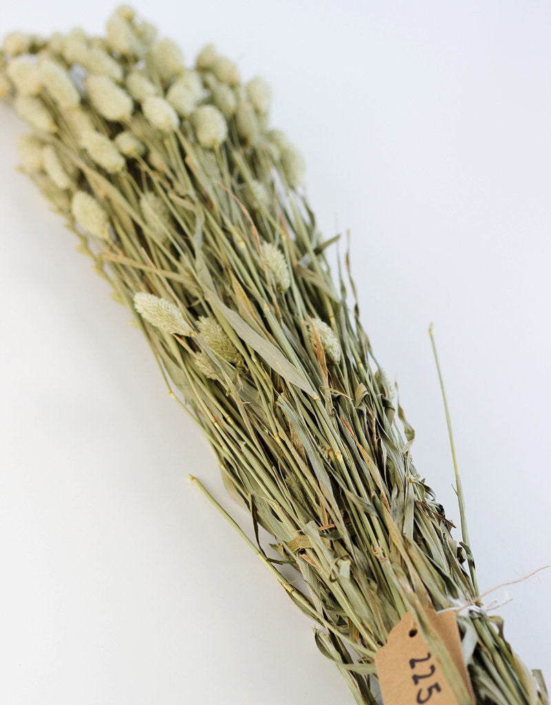 Dried Phalaris - Natural Bunch, 70 cm in UK