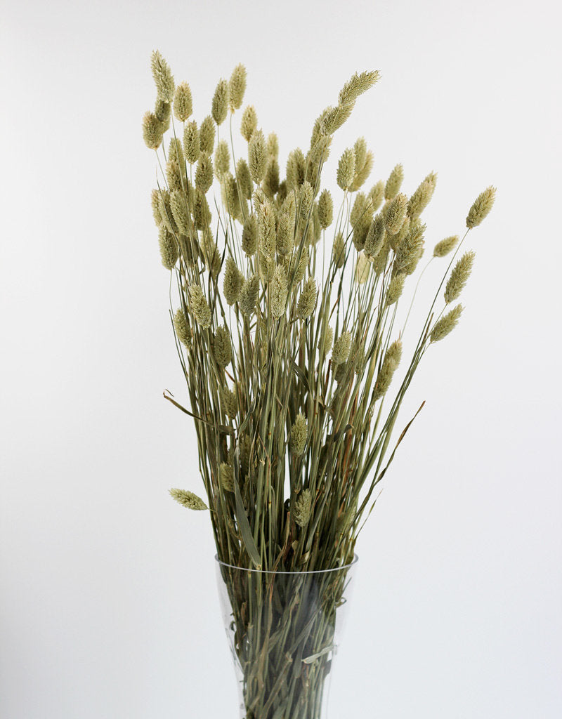 Dried Phalaris - Natural Bunch, 70 cm