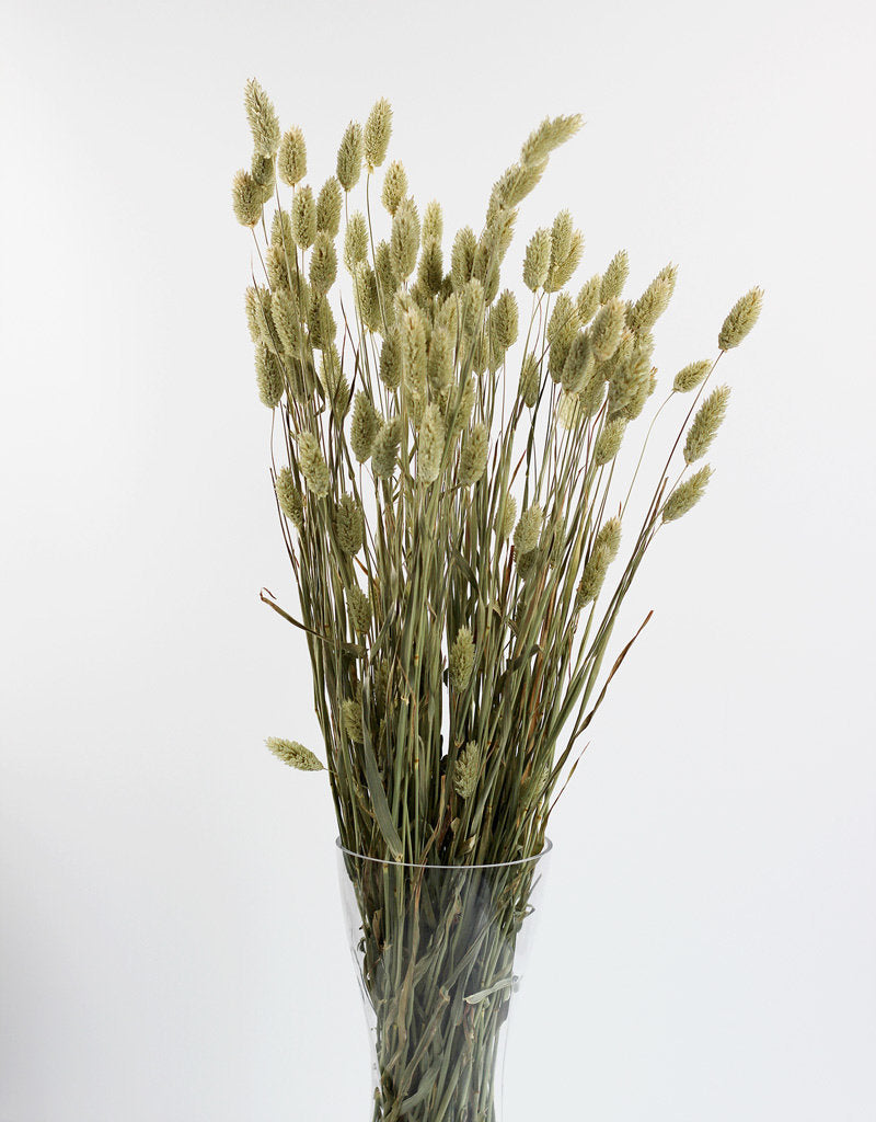 Dried Phalaris - Natural Bunch, 100 grams, 70 cm