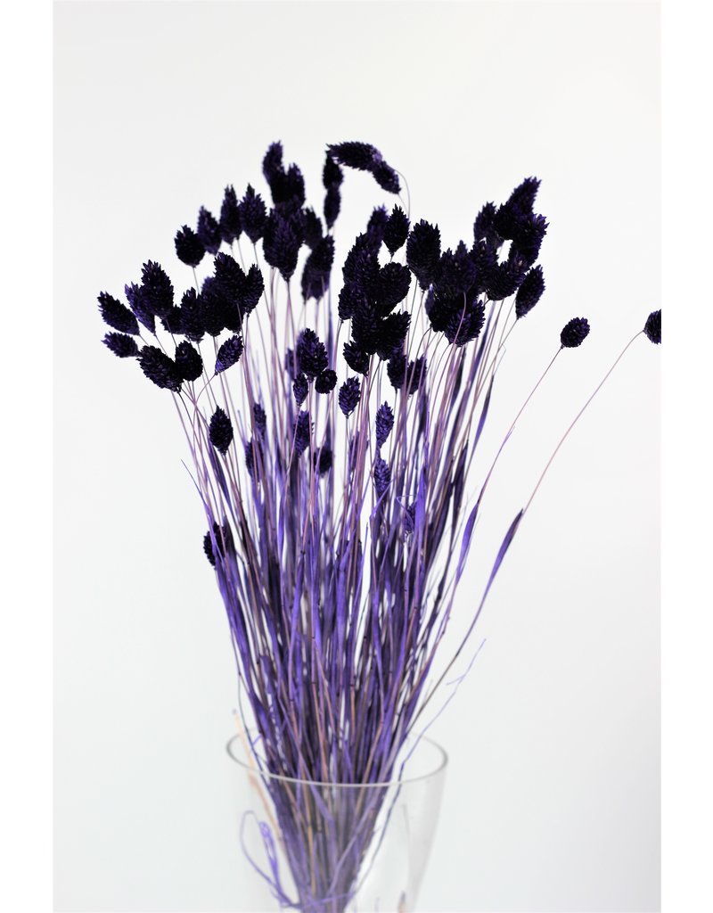 Dried Phalaris - Purple Bunch, 100 grams, 60 cm