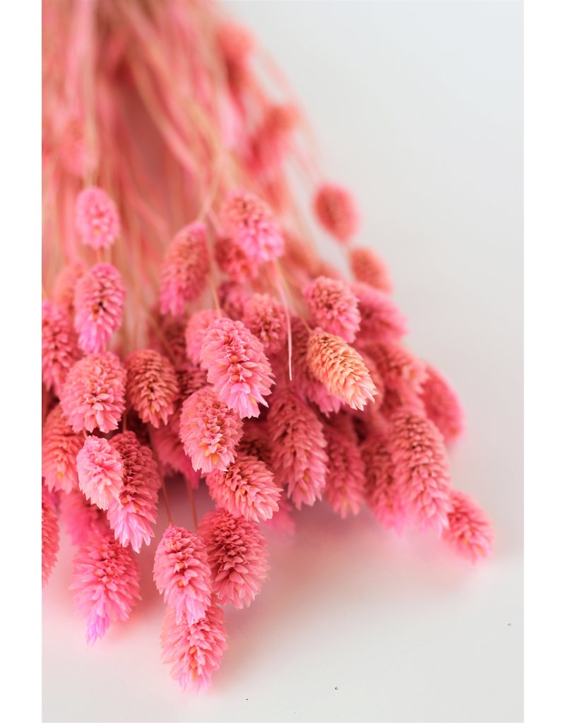 Dried Phalaris - Soft Pink Bunch, 100 grams