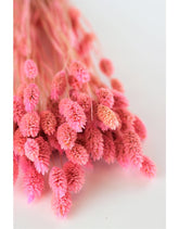 Dried Phalaris - Soft Pink Bunch, 100 grams