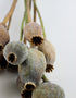 Dried Poppy Heads - Natural, 65 cm