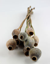 Dried Poppy Heads - Natural