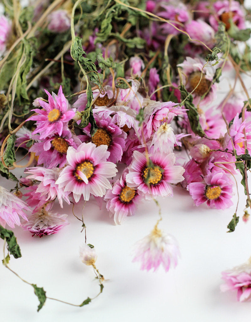 Dried Rodanthe - Beautiful Pink Bunch, 35 cm