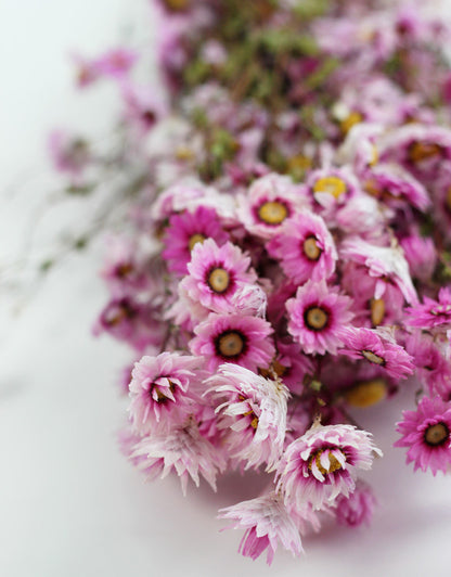 Dried Rodanthe Flowers - Pink Bunch, 60 cm