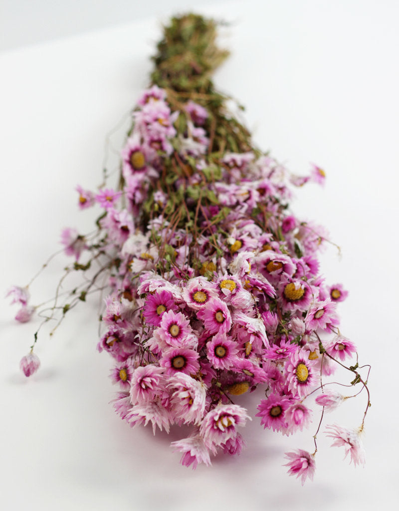 Dried Rodanthe Flowers - Mesmerizing Pink Bunch, 60 cm