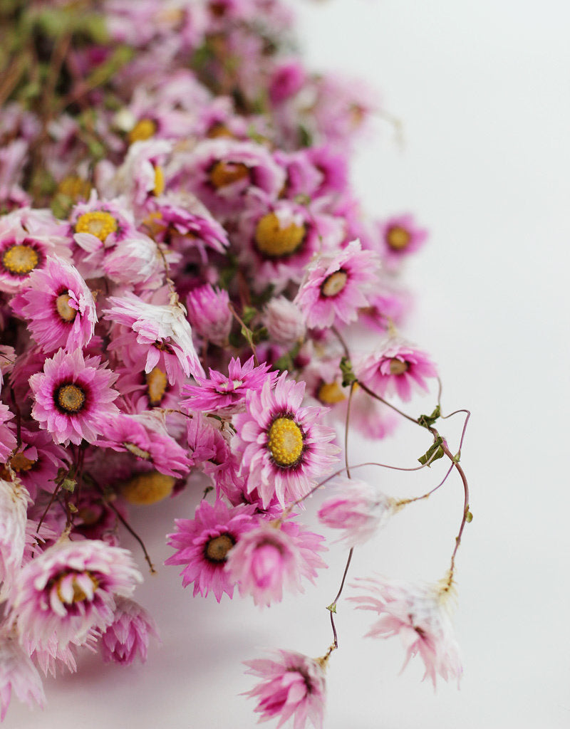 Dried Rodanthe - Mesmerizing Pink Bunch, 60 cm