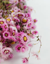 Dried Rodanthe - Mesmerizing Pink Bunch, 60 cm