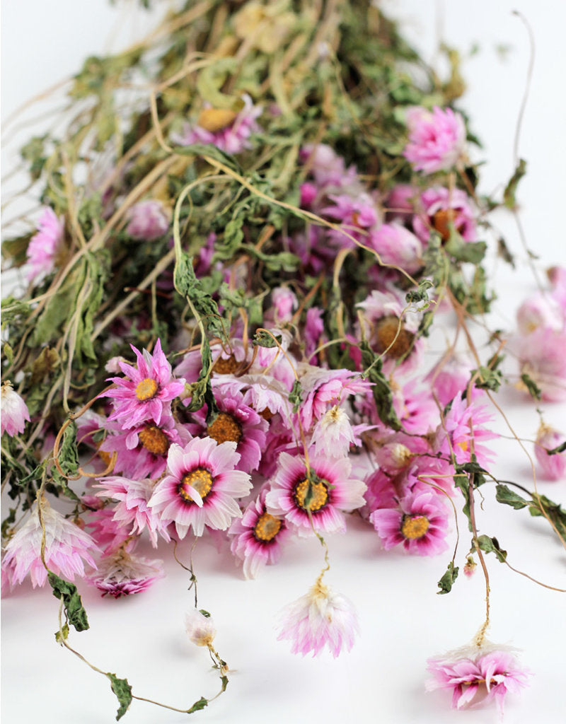 Dried Rodanthe - Pink Bunch, 35 cm