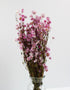 Dried Rodanthe - Pink Bunch, 60 cm