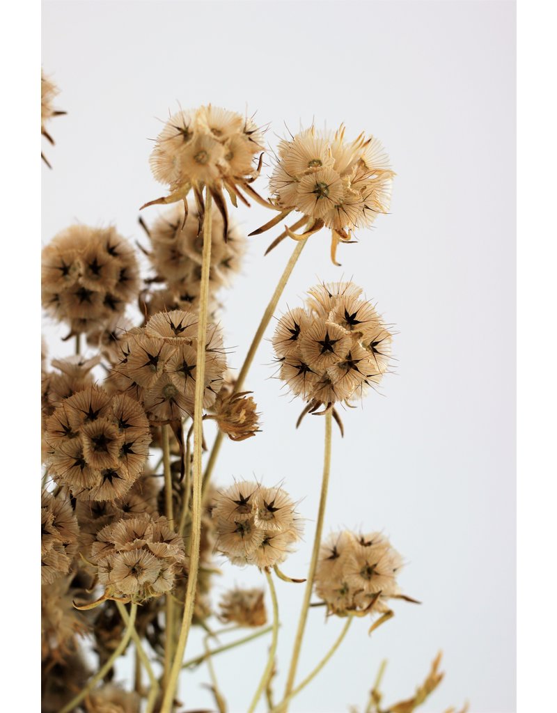 Dried Scabiosa - Natural Bunch, buy in UK