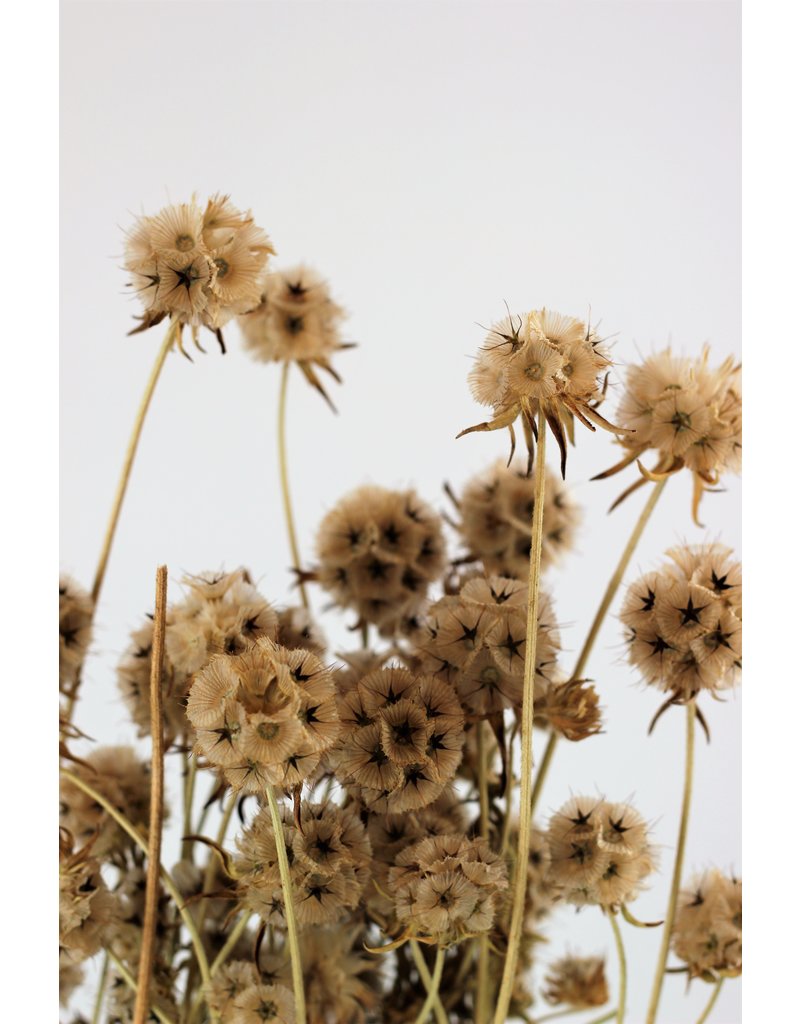 Dried Scabiosa - Natural Bunch