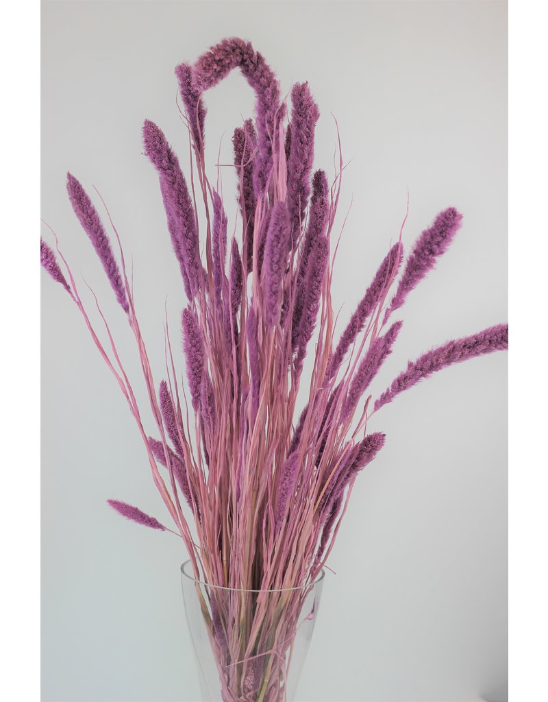Dried Setaria - Lilac Bunch, 70 cm, best quality