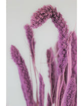 Dried Setaria - Lilac Bunch, 70 cm
