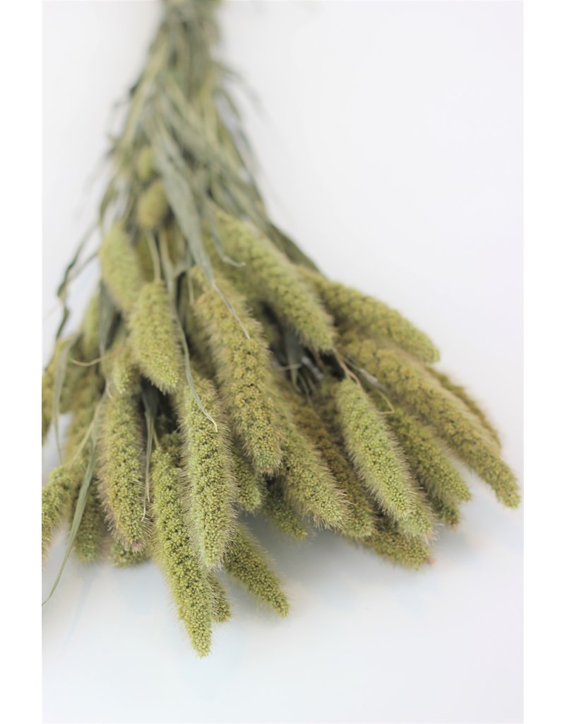 Dried Setaria - Natural Bunch, 60 cm