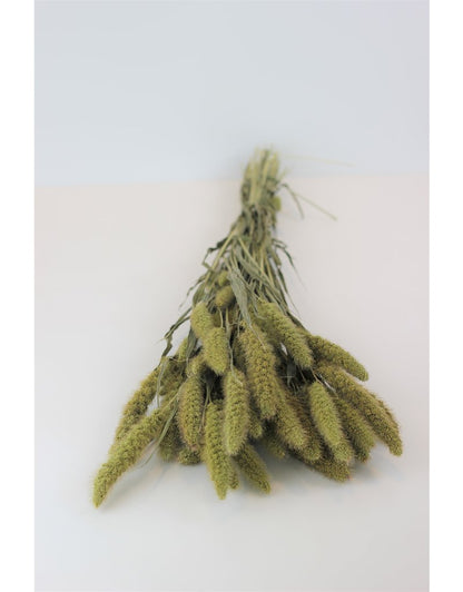 Dried Setaria - Natural Bunch, 100 grams, 60 cm