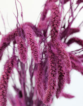 Dried Setaria - Purple Bunch, 75 cm