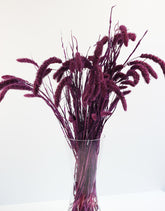 Dried Setaria - Purple Bunch, 170 grams, 75 cm