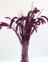 Dried Setaria - Purple Bunch, 170 grams, 75 cm
