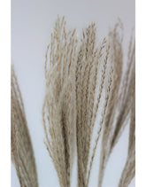 Fluffy Dried Silver Grass - Natural