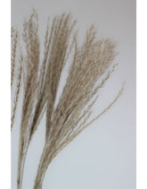 Fluffy Dried Silver Grass - Natural, 10 Stems