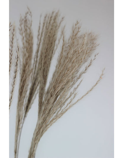 Fluffy Dried Silver Grass - Natural, 10 Stems