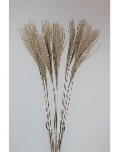 Fluffy Dried Silver Grass - Natural, 10 Stems, 70 cm