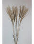 Fluffy Dried Silver Grass - Natural, 10 Stems, 70 cm