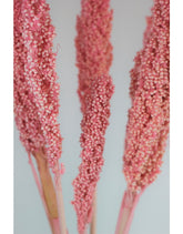 Dried Sorghum - Light Pink, 6 Stems