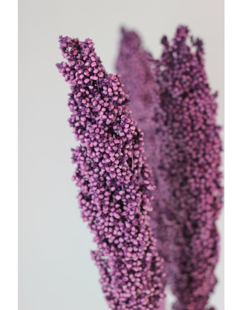 Dried Sorghum - Lilac