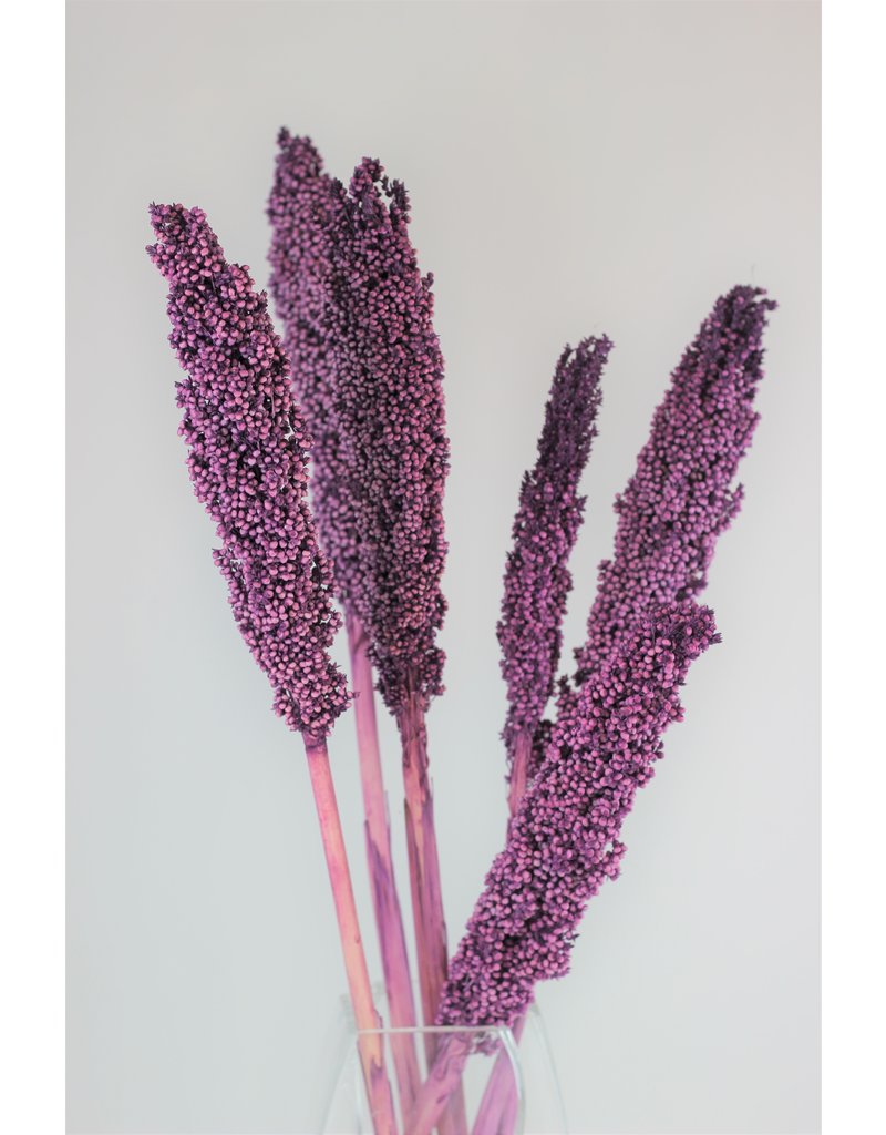 Dried Sorghum - Lilac bunch