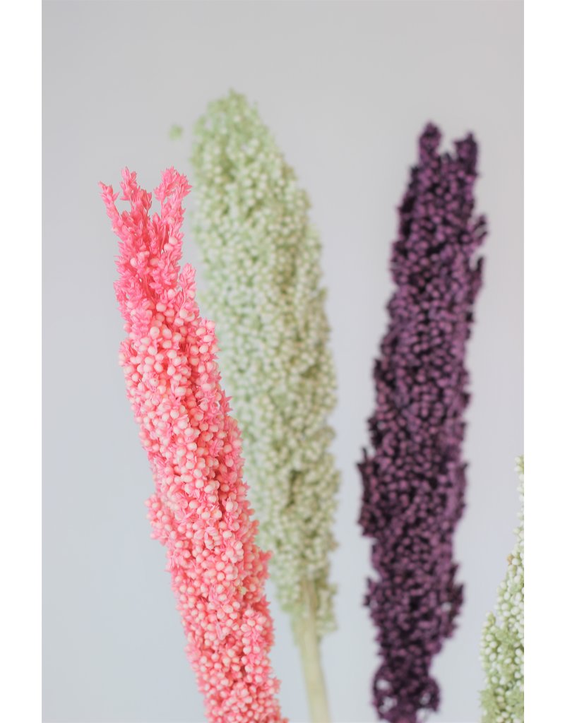 Dried Sorghum - Pastel Mix