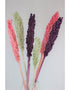 Dried Sorghum - Pastel Mix, 6 Stems, 70 cm