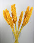 Dried Sorghum - Yellow, 6 Stems, 70 cm